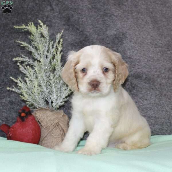 Star, Cocker Spaniel Puppy